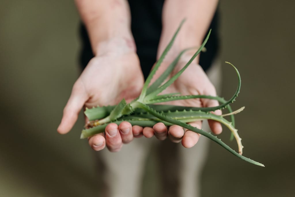 Gel aloe vere za smirivanje opečene kože